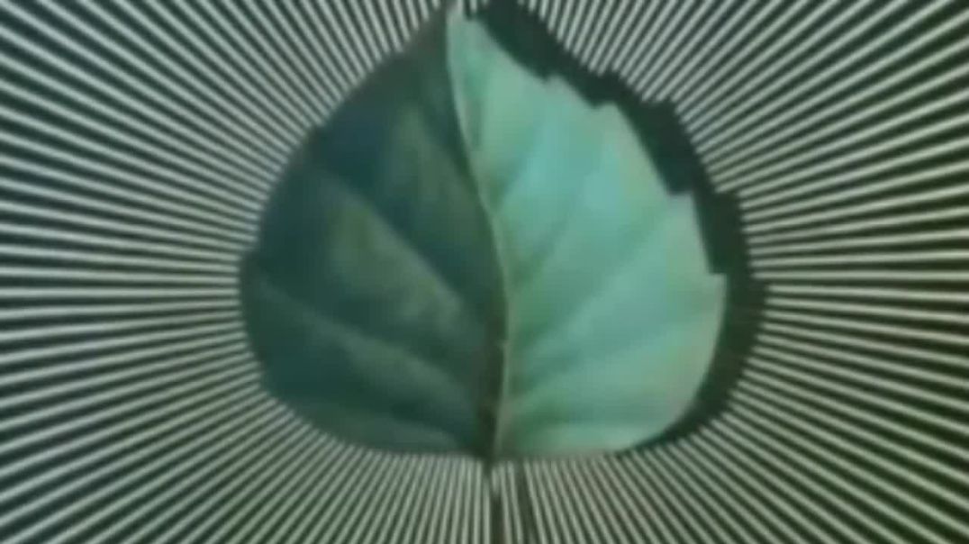 PLANTS can SPEAK! WATER has memory